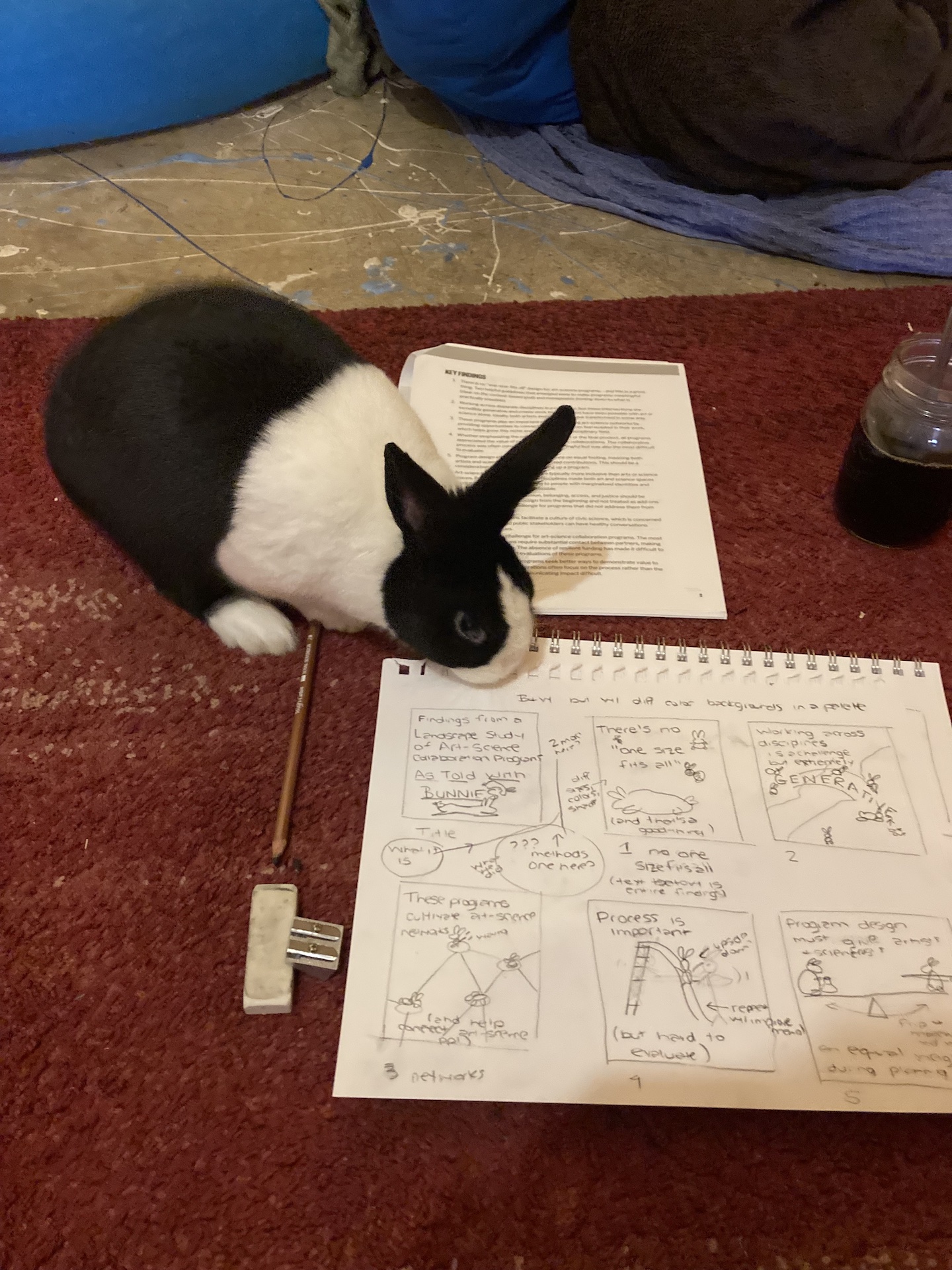 a black and white rabbit sniffs the preliminary sketches for a comic