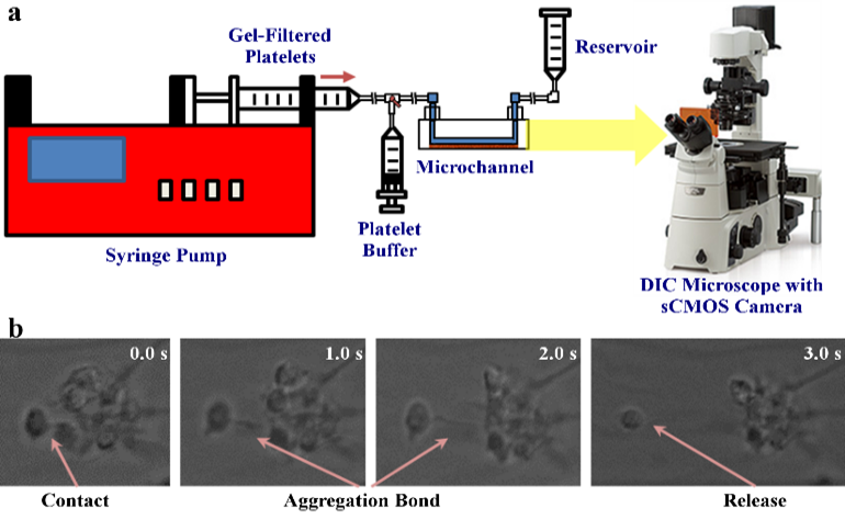 In vitro aggregation