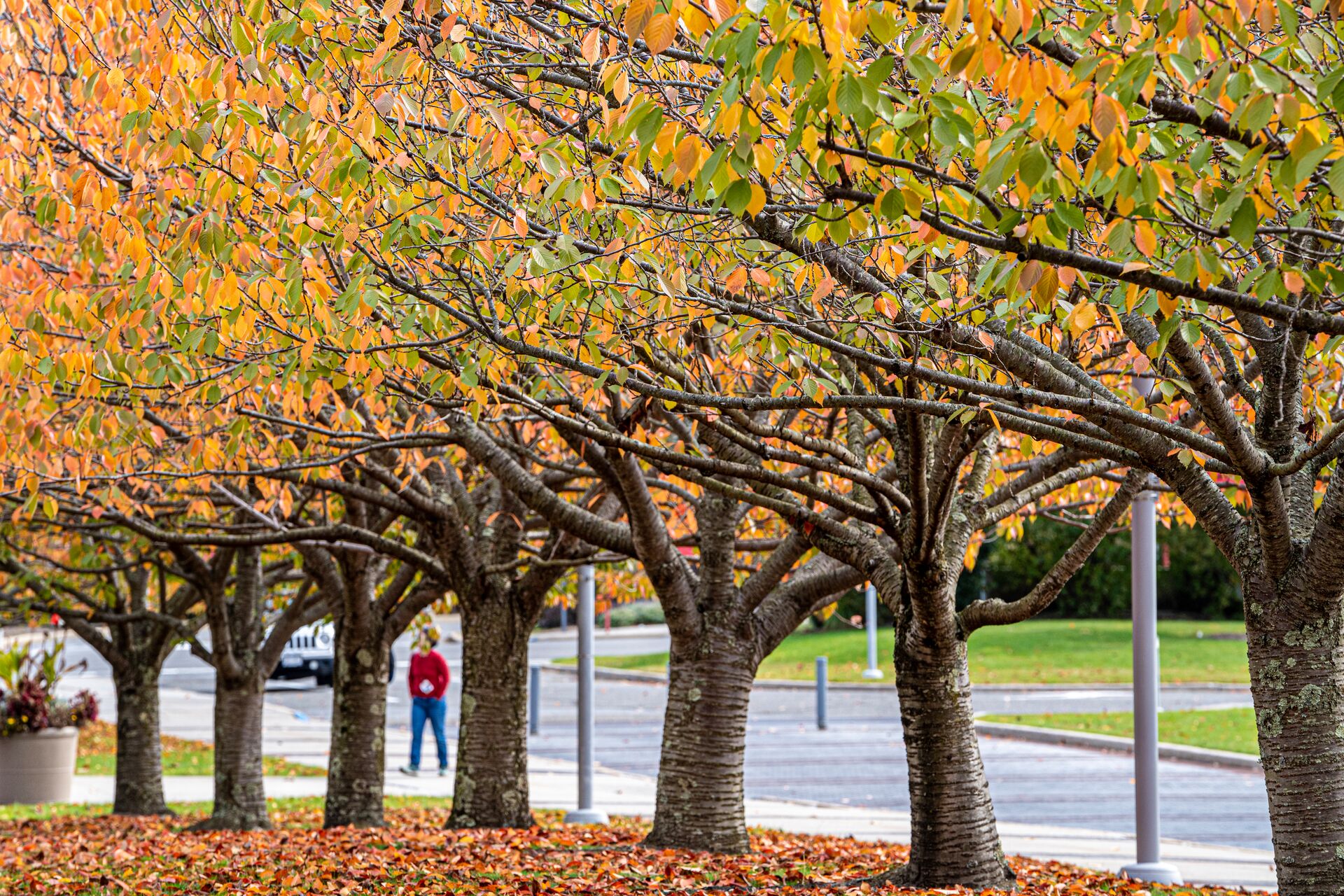 image of trees changing leaves in the fall at stony brook university's main campus