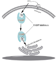 FABP Mechanism