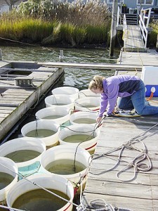 Dockside research