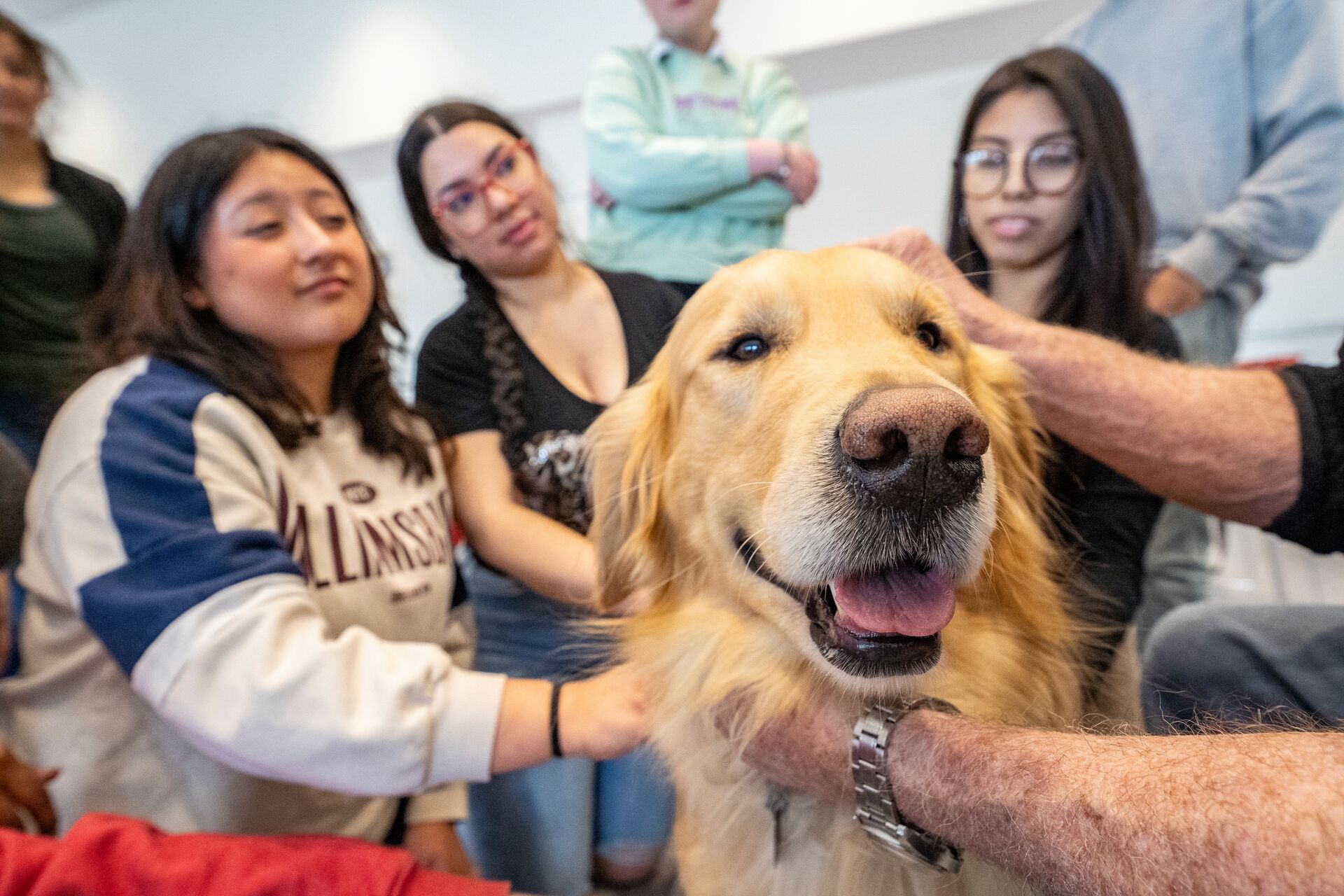 therapy dogs